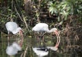 White Ibis feeding in Greenfield Lake Park, Wilmington NC Royalty Free Stock Photo