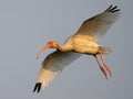 White Ibis in Flight Legs Down Royalty Free Stock Photo