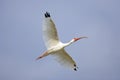 White Ibis flying over a pond