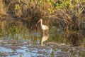 White Ibis Foraging, Merritt Island National Wildlife Refuge, Fl Royalty Free Stock Photo