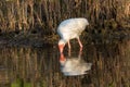 White Ibis Foraging, Merritt Island National Wildlife Refuge, Fl Royalty Free Stock Photo