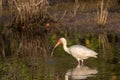 White Ibis Foraging, Merritt Island National Wildlife Refuge, Fl Royalty Free Stock Photo