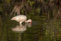 White Ibis Foraging, Merritt Island National Wildlife Refuge, Fl Royalty Free Stock Photo