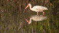 White Ibis Foraging, Merritt Island National Wildlife Refuge, Fl Royalty Free Stock Photo