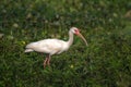 White Ibis foraging in shallow water and vegetation at Phinizy Swamp Nature Center, Augusta, Georgia Royalty Free Stock Photo