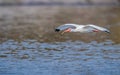 White ibis glides over water in Florida Royalty Free Stock Photo