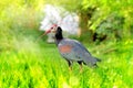 White Ibis on ground Royalty Free Stock Photo
