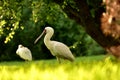 White Ibis on ground Royalty Free Stock Photo