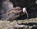 White Ibis Bird Stock Photos.  Image. Portrait. Picture. Close-up view. Fluffy wings. Foliage background. Standing on moss rocks Royalty Free Stock Photo