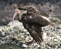 White Ibis Bird Photo. Image. Portrait. Picture. Juvenile bird. Spread wings. Close-up profile view Royalty Free Stock Photo