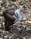 White Ibis bird stock photos.  White Ibis juvenile bird close-up profile view fluffy plumage. Bokeh background Royalty Free Stock Photo