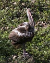 White Ibis Bird Stock Photos.  Image. Portrait. Picture. Standing on a rock. Background and foreground foliage. Close-up view Royalty Free Stock Photo