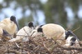 Australian White Ibis juveniles in nest