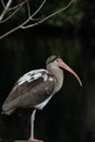 White Ibis Juvennile Royalty Free Stock Photo