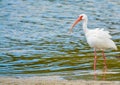 White Ibis at the Lemon Bay Aquatic Reserve in Cedar Point Environmental Park, Sarasota County Florida Royalty Free Stock Photo