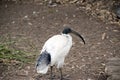 A white ibis Royalty Free Stock Photo