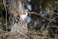 White Ibis perched in a cypress tree in Greenfield Lake Park, Wilmington NC Royalty Free Stock Photo