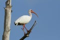 White Ibis Perched in a Tree Royalty Free Stock Photo