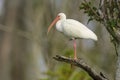 White Ibis perched in tree Royalty Free Stock Photo