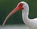 White ibis portrait Royalty Free Stock Photo