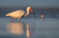 A White Ibis Portrait Royalty Free Stock Photo