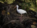 White Ibis in the Roots of a Seagrape Tree Royalty Free Stock Photo