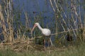 White Ibis