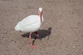White Ibis Standing On One Foot, Looking At You