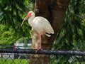 White Ibis Standing On A Tree In A Park In Florida.