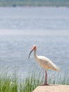 White Ibis Standing In Profile At Water\'s Edge, Looking At Camera