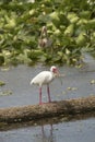 White Ibis Standing In A Swamp In Christmas, Florida.