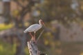 White Ibis Standing On Top Of A Dead Tree Stump