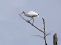 White Ibis Standing On The Tree