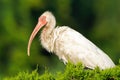 White Ibis Standing In The Trees