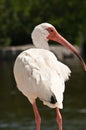 White Ibis Standing On A Wood Railing At A Tropical Marina On A Sunny, Summer Afternoon