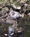 White Ibis stock photo. Portrait. Image. Picture. White Ibis bird close-up profile view. Young bird. Juvenile bird. Immature bird