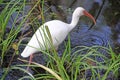 A White Ibis in the Swamp Royalty Free Stock Photo