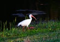 White ibis bird Royalty Free Stock Photo