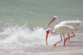 White Ibis