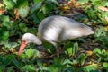 White Ibis wades through the green foliage of the swampy waters