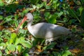 White Ibis wades through the green foliage of the swampy waters