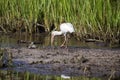 White Ibis wading bird foraging, Pickney Island National Wildlife Refuge, USA