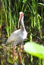 White Ibis wading bird in Okefenokee National Wildlife Refuge, Georgia USA