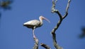 White Ibis wading bird perched in tree, Pickney Island National Wildlife Refuge, USA Royalty Free Stock Photo