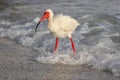 White Ibis