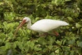 White ibis walking over water lettuce at Corkscrew Swamp. Royalty Free Stock Photo