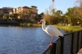 White Ibis Water Bird on Bridge Overlooking Water in Florida Resort Royalty Free Stock Photo