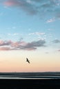 A white ibis water bird flies over shallow water during sunset Royalty Free Stock Photo