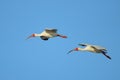 White Ibises in flight Royalty Free Stock Photo