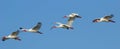 White Ibises in flight Royalty Free Stock Photo
